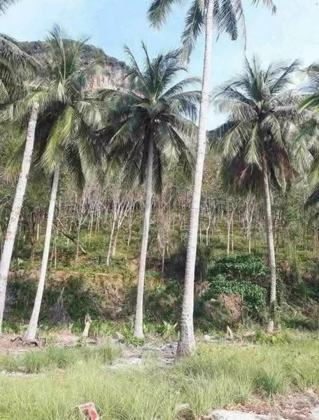 เกาะส่วนตัว จ.พังงา, พังงา, -, คลองเคียน, ตะกั่วทุ่ง, พังงา, 27,200 ตร.ม., ที่ดิน ขาย, โดย Connex Property, 500621477 - DDproperty.com