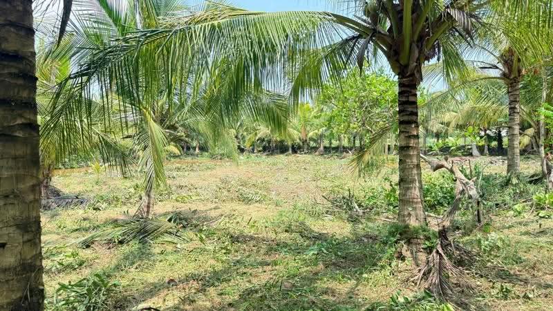 ที่ดินหัวไทร นครศรีธรรมราช, Nakhon Si Thammarat, Na Saton, Hua Sai, Nakhon Si Thammarat, , 9,501 sqm, Land For Sale, by The Best Property อ้อย, 500622486 - DDproperty.com
