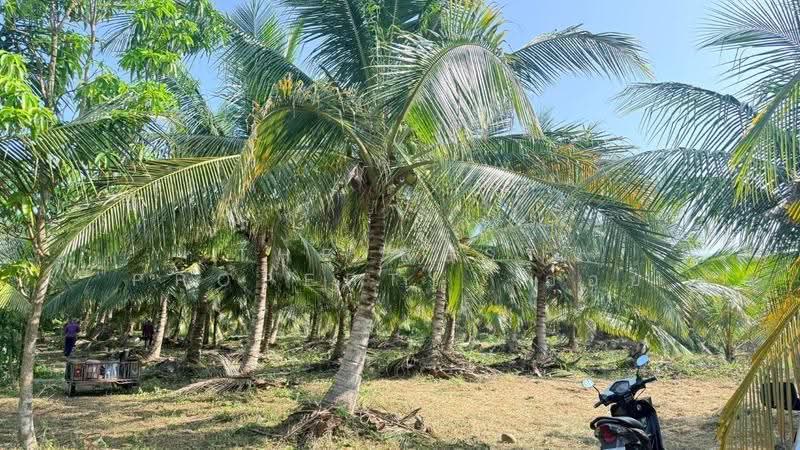 ที่ดินหัวไทร นครศรีธรรมราช, Nakhon Si Thammarat, Na Saton, Hua Sai, Nakhon Si Thammarat, , 9,501 sqm, Land For Sale, by The Best Property อ้อย, 500622486 - DDproperty.com