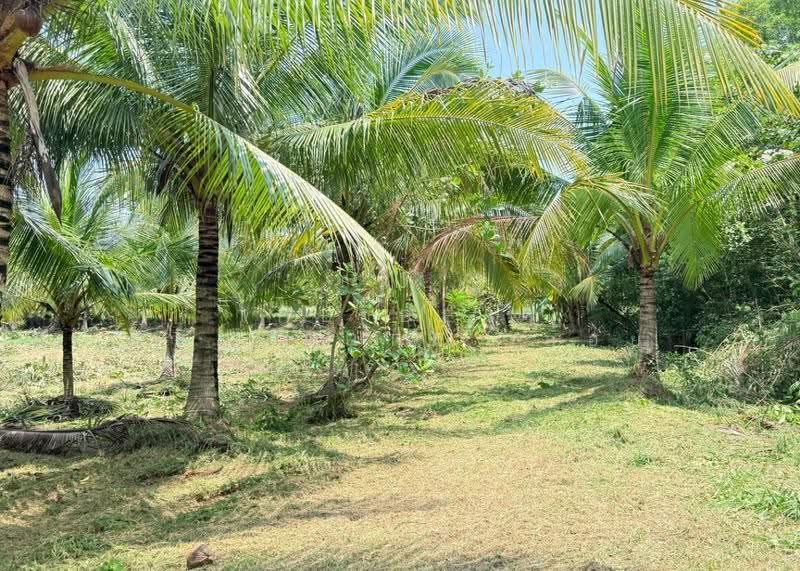 ที่ดินหัวไทร นครศรีธรรมราช, Nakhon Si Thammarat, Na Saton, Hua Sai, Nakhon Si Thammarat, , 9,501 sqm, Land For Sale, by The Best Property อ้อย, 500622486 - DDproperty.com