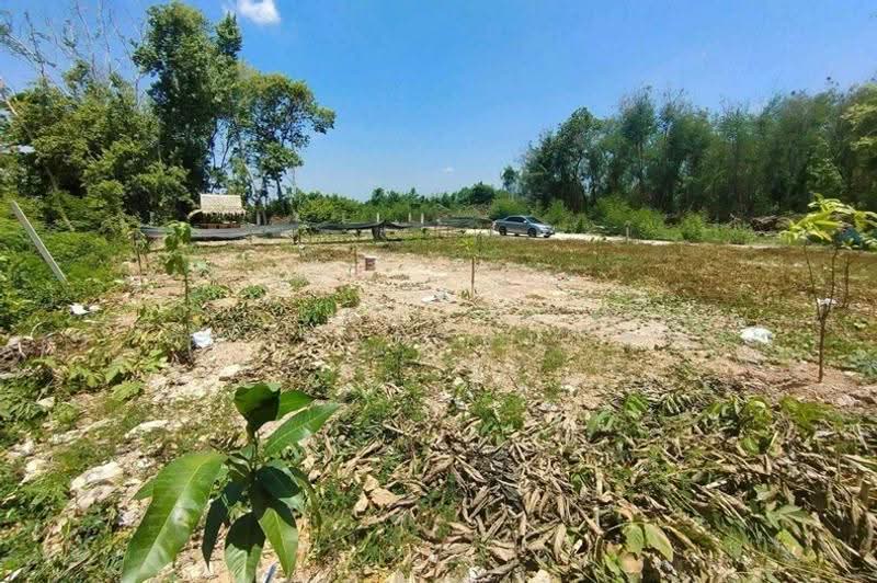ซอยศรีฟ้า ธัญบุรีคลอง 14, Pathum Thani, Bung Nam Rak, Thanyaburi, Pathum Thani, , 400 sqm, Land For Sale, by ชนะชาติ นนท์ตา, 500622611 - DDproperty.com