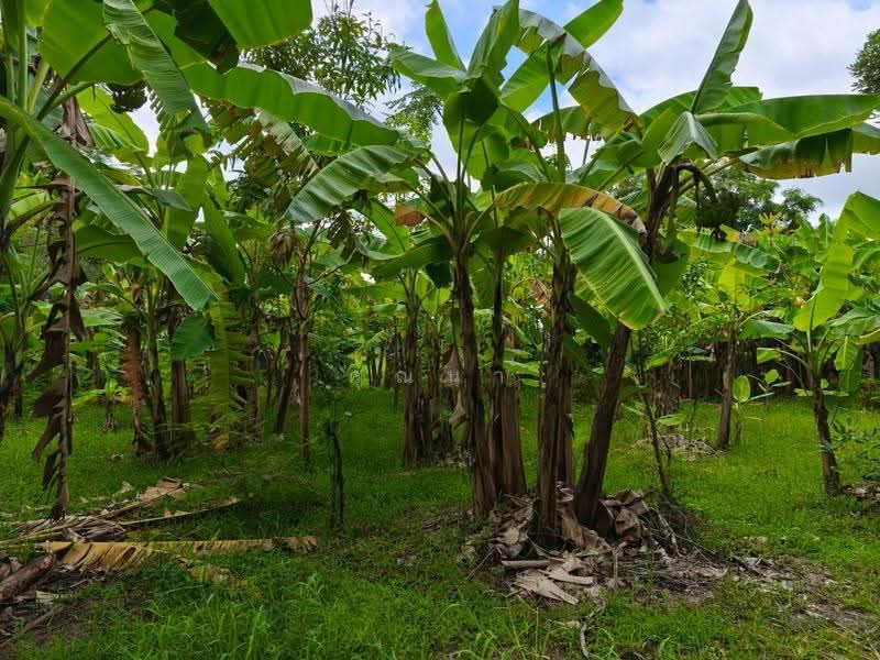 ขายที่ดินเปล่า 1 ไร่ 31 ตารางวา คลอง 16 ตำบลบึงสาน อำเภอองครักษ์ จังหวัดนครนายก, นครนายก, บึงศาล, องครักษ์, นครนายก, 1,724 ตร.ม., ที่ดิน ขาย, โดย คุณนา, 500627834 - DDproperty.com