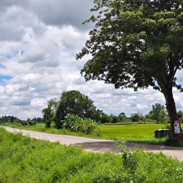 บ้านนาเพียง ตำบลสำราญ อำเภอเมืองขอนแก่น จังหวัดขอนแก่น, ขอนแก่น, ถนนคลองน้ำ, สำราญ, เมืองขอนแก่น, ขอนแก่น, 3,200 ตร.ม., ที่ดิน ขาย, โดย ณิชาภา (คุณดาว) เพียจันทร์, 500629759 - DDproperty.com
