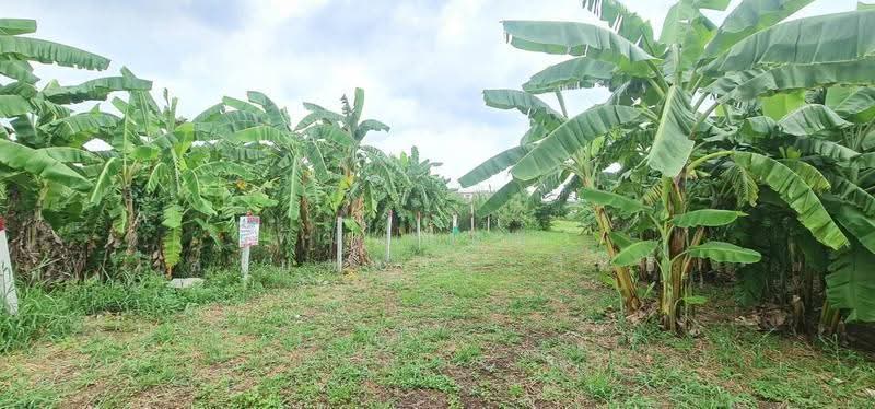 ที่ดินเปล่า, Nonthaburi, Bang Rak Pattana, Bang Bua Thong, Nonthaburi, , 576 sqm, Land For Sale, by พิมพ์พิชชา สายชลประสิทธิ์, 500630595 - DDproperty.com