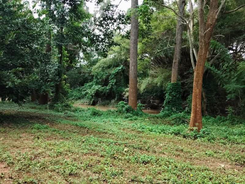 ที่ดินริมน้ำเขาใหญ่, Nakhon Ratchasima, Nong Nam Sang, Pak Chong, Nakhon Ratchasima, , 1,600 sqm, Land For Sale, by พลิศภัสร์ โชคธนวีระกานต์, 500630677 - DDproperty.com