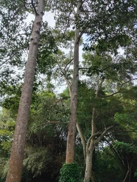 ที่ดินริมน้ำเขาใหญ่, Nakhon Ratchasima, Nong Nam Sang, Pak Chong, Nakhon Ratchasima, , 1,600 sqm, Land For Sale, by พลิศภัสร์ โชคธนวีระกานต์, 500630677 - DDproperty.com