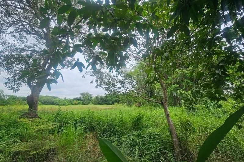โครงการ รุ่งเรือง ธัญบุรีคลอง9, Pathum Thani, Bung Ba, Nong Sua, Pathum Thani, , 864 sqm, Land For Sale, by ชนะชาติ นนท์ตา, 500632249 - DDproperty.com