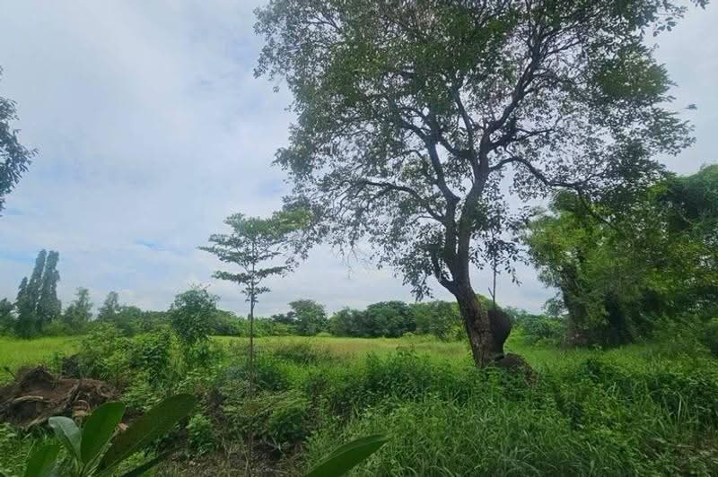 โครงการ รุ่งเรือง ธัญบุรีคลอง9, ปทุมธานี, บึงบา, หนองเสือ, ปทุมธานี, 864 ตร.ม., ที่ดิน ขาย, โดย ชนะชาติ นนท์ตา, 500632249 - DDproperty.com