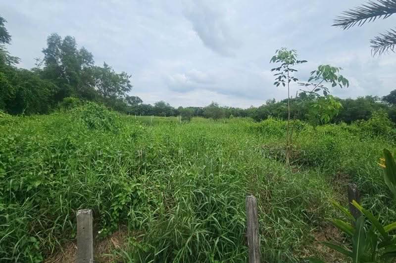 โครงการ รุ่งเรือง ธัญบุรีคลอง9, ปทุมธานี, บึงบา, หนองเสือ, ปทุมธานี, 864 ตร.ม., ที่ดิน ขาย, โดย ชนะชาติ นนท์ตา, 500632249 - DDproperty.com