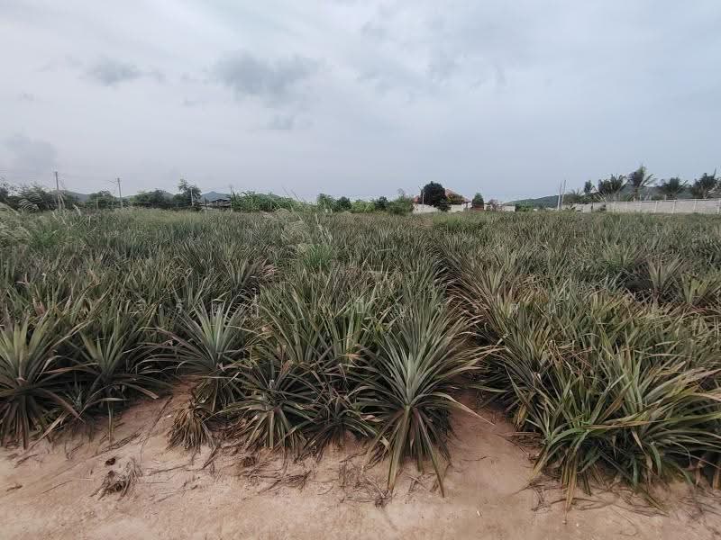 4-0-0 Rai | Home Development Land In a Fast Developing Residential Area!, Prachuap Khiri Khan, Wang-Pong, Pran Buri, Prachuap Khiri Khan, , 6,400 sqm, Land For Sale, by จิรัชฎ์ เบ็ญจรัตน์, 500632992 - DDproperty.com