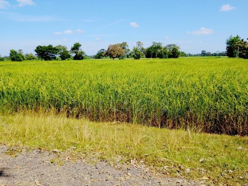 ที่ดินศีขรภูมิ สุรินทร์, สุรินทร์, หนองเหล็ก, ศีขรภูมิ, สุรินทร์, 21,288 ตร.ม., ที่ดิน ขาย, โดย The Best Property ต้อม, 500633660 - DDproperty.com
