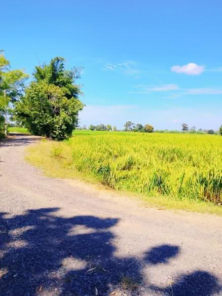 ที่ดินศีขรภูมิ สุรินทร์, Surin, Nong Lek, Si Khonlaphum, Surin, , 21,288 sqm, Land For Sale, by The Best Property ต้อม, 500633660 - DDproperty.com