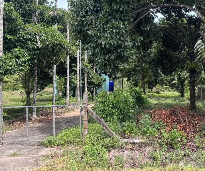 ขายสวนมังคุดพร้อมบ้านพัก ต.บางนําจืด อ.หลังสวน จ.ชุมพร, ชุมพร, บางน้ำจืด, หลังสวน, ชุมพร, 2,984 ตร.ม., ที่ดิน ขาย, โดย Kulapeeda Thathong, 500633736 - DDproperty.com