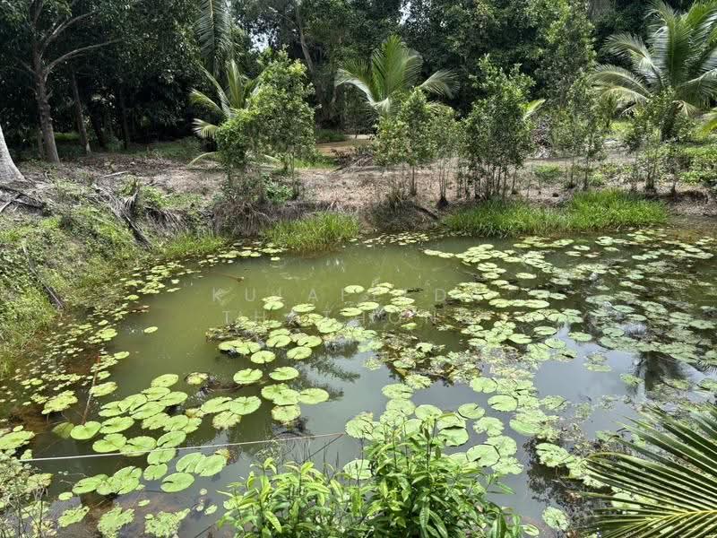 Mangosteen Orchard with House for Sale in Bang Nam Chuet, Lang Suan, Chumphon, Thailand, Chumphon, Bang Nam Chut, Lang Suan, Chumphon, , 2,984 sqm, Land For Sale, by Kulapeeda Thathong, 500633736 - DDproperty.com