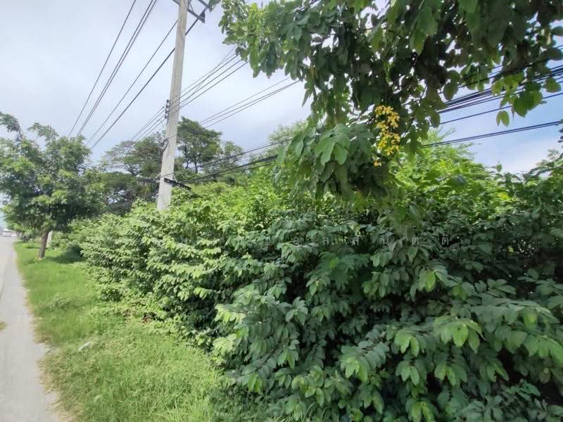 ที่ดินทำเลเด่น ติดถนนมาลัยแมน ใกล้แยกวังขอน สุพรรณบุรี, Suphan Buri, Chorakhe Sam Phan, U Thong, Suphan Buri, , 400 sqm, Land For Sale, by คุณธงชัย, 500638791 - DDproperty.com