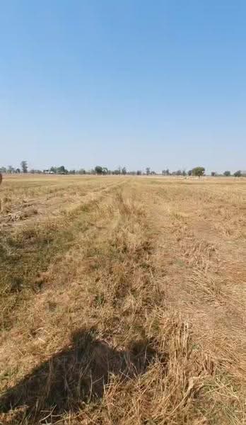 ที่ดินห้วยราช บุรีรัมย์, Buri Ram, Ban Tako, Huai Rat, Buri Ram, , 17,440 sqm, Land For Sale, by The Best Property ต้อม, 500640902 - DDproperty.com