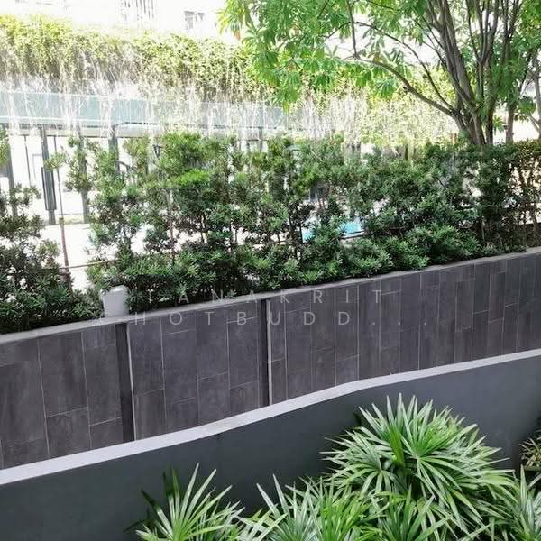 The Nest Sukhumvit 71, Bangkok, 17 Soi Pridi Banomyong 2, Phra Kanong Nua, Watthana, Bangkok, 1 Bedroom, 31 sqm, Condo For Rent, by Tanakrit Chotbuddkayan, 500644479 - DDproperty.com