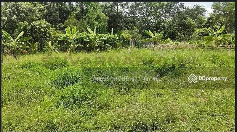 ขายที่ดิน 137 ตารางวา ซอย เชื่อมสัมพันธ์ หนองจอก, กรุงเทพ, Bangkok, Krathum Rai, Nong Chok, Bangkok, , 548 sqm, Land For Sale, by Thanitcha Kangkasuwanno, 500645949 - DDproperty.com