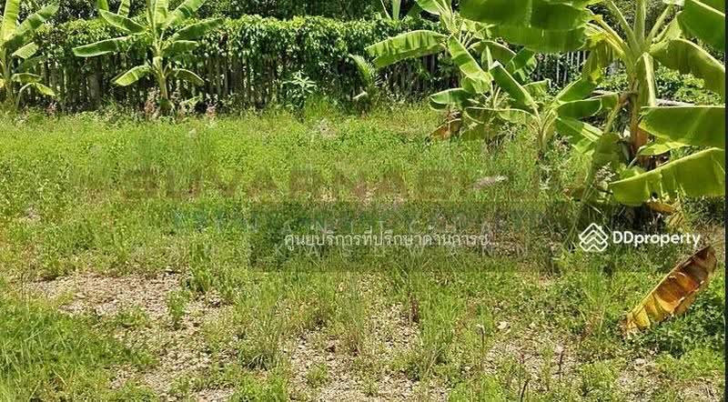 ขายที่ดิน 137 ตารางวา ซอย เชื่อมสัมพันธ์ หนองจอก, กรุงเทพ, Bangkok, Krathum Rai, Nong Chok, Bangkok, , 548 sqm, Land For Sale, by Thanitcha Kangkasuwanno, 500645949 - DDproperty.com