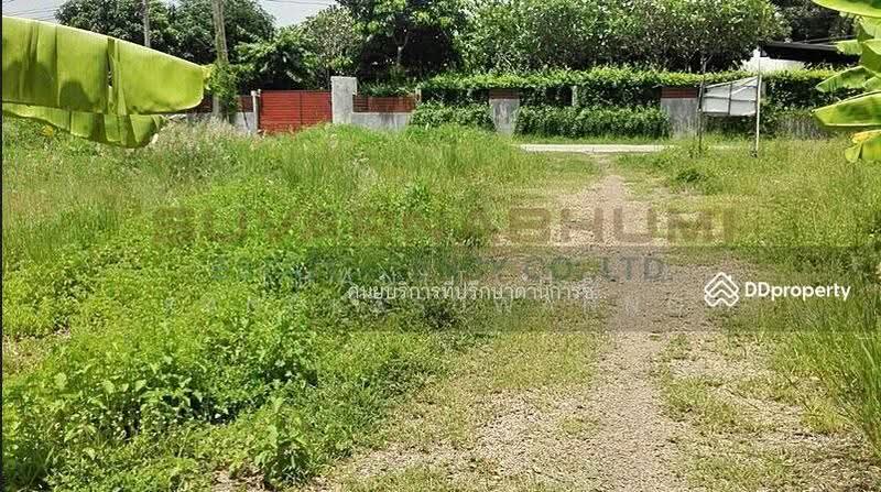ขายที่ดิน 137 ตารางวา ซอย เชื่อมสัมพันธ์ หนองจอก, กรุงเทพ, Bangkok, Krathum Rai, Nong Chok, Bangkok, , 548 sqm, Land For Sale, by Thanitcha Kangkasuwanno, 500645949 - DDproperty.com