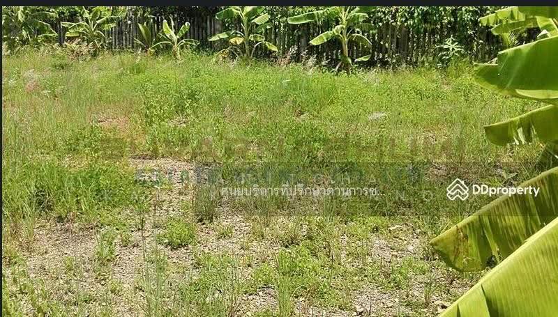 ขายที่ดิน 137 ตารางวา ซอย เชื่อมสัมพันธ์ หนองจอก, กรุงเทพ, กรุงเทพ, กระทุ่มราย, หนองจอก, กรุงเทพ, 548 ตร.ม., ที่ดิน ขาย, โดย Thanitcha Kangkasuwanno, 500645949 - DDproperty.com