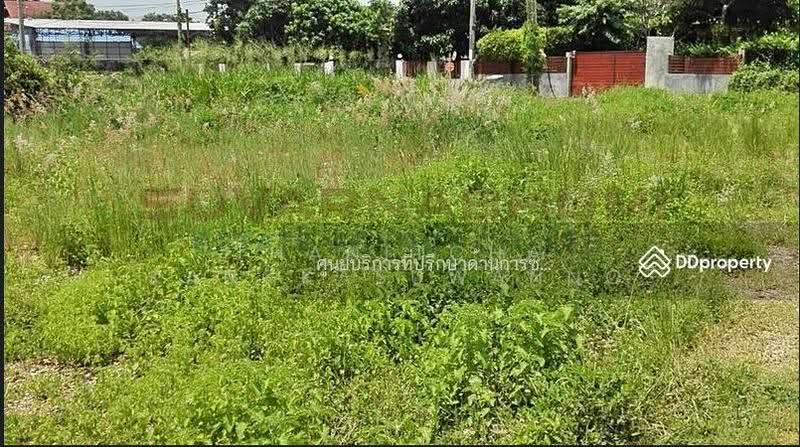 ขายที่ดิน 137 ตารางวา ซอย เชื่อมสัมพันธ์ หนองจอก, กรุงเทพ, Bangkok, Krathum Rai, Nong Chok, Bangkok, , 548 sqm, Land For Sale, by Thanitcha Kangkasuwanno, 500645949 - DDproperty.com