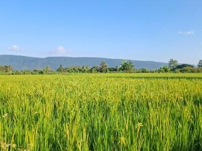 ขาย - ที่ดินพาน เชียงราย, เชียงราย