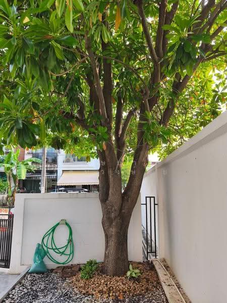 ทำเลถนนกรุงเทพกรีฑา บ้านกลางเมือง เออร์บาเนี่ยนพระราม 9-วงแหวน ให้เช่าทาวน์โฮม 3 ชั้น มุม พร้อมอยู่, กรุงเทพ, กรุงเทพกรีฑา, ทับช้าง, สะพานสูง, กรุงเทพ, 180 ตร.ม., ทาวน์เฮ้าส์ ให้เช่า, โดย บุษบา รัตนวงษ์ชัย, 500654486 - DDproperty.com