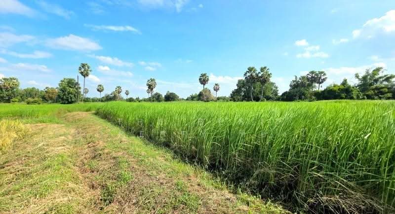 ที่ดินยางตลาด กาฬสินธุ์, Kalasin, Um Mao, Yang Talat, Kalasin, , 3,200 sqm, Land For Sale, by The Best Property ทองใบ, 500658071 - DDproperty.com