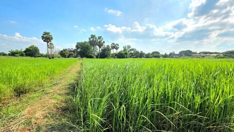 ที่ดินยางตลาด กาฬสินธุ์, Kalasin, Um Mao, Yang Talat, Kalasin, , 3,200 sqm, Land For Sale, by The Best Property ทองใบ, 500658071 - DDproperty.com