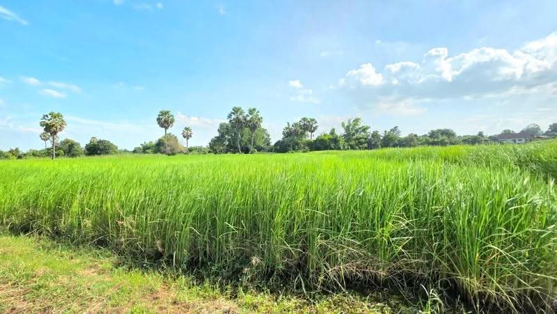 ที่ดินยางตลาด กาฬสินธุ์, กาฬสินธุ์, อุ่มเม่า, ยางตลาด, กาฬสินธุ์, 3,200 ตร.ม., ที่ดิน ขาย, โดย The Best Property ทองใบ, 500658071 - DDproperty.com