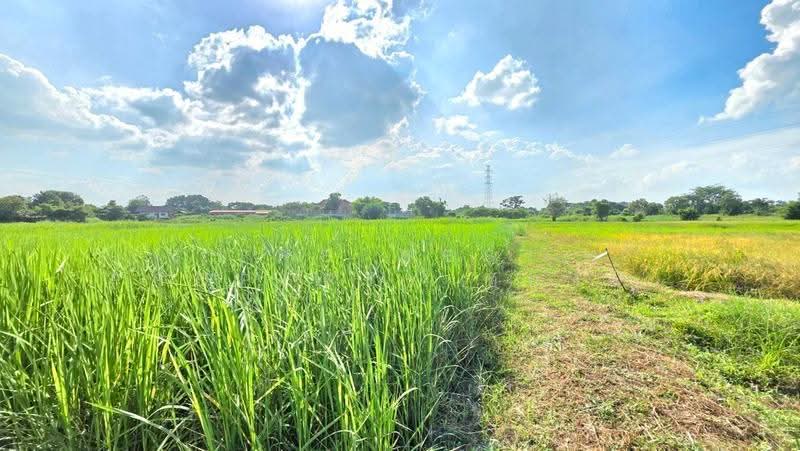 ที่ดินยางตลาด กาฬสินธุ์, Kalasin, Um Mao, Yang Talat, Kalasin, , 3,200 sqm, Land For Sale, by The Best Property ทองใบ, 500658071 - DDproperty.com