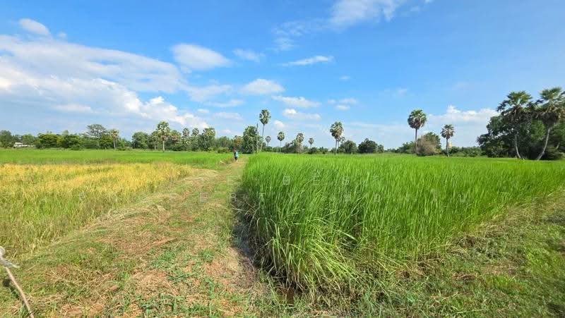ที่ดินยางตลาด กาฬสินธุ์, Kalasin, Um Mao, Yang Talat, Kalasin, , 3,200 sqm, Land For Sale, by The Best Property ทองใบ, 500658071 - DDproperty.com