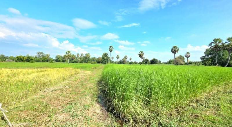 ที่ดินยางตลาด กาฬสินธุ์, Kalasin, Um Mao, Yang Talat, Kalasin, , 3,200 sqm, Land For Sale, by The Best Property ทองใบ, 500658071 - DDproperty.com