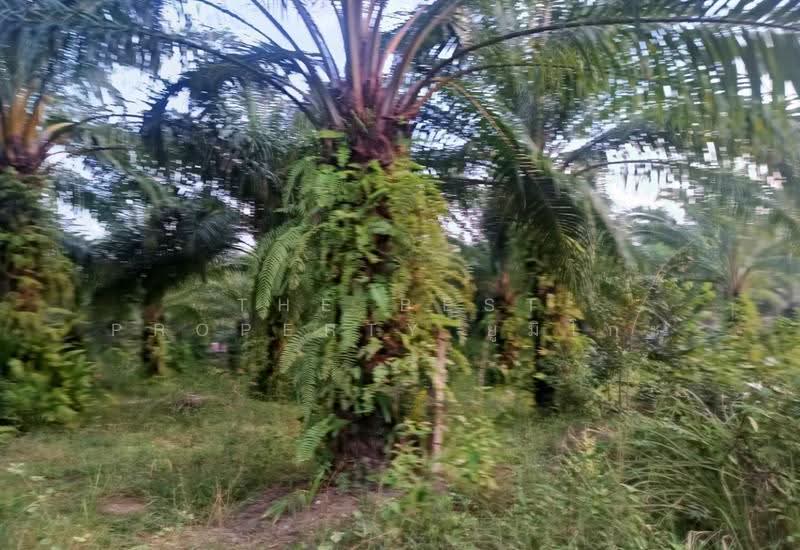 ที่ดินเซกา บึงกาฬ, Bueng Kan, Tha Sa-at, Seka, Bueng Kan, , 20,824 sqm, Land For Sale, by The Best Property ยูมิโกะ, 500661206 - DDproperty.com