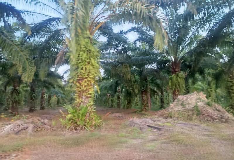 ที่ดินเซกา บึงกาฬ, Bueng Kan, Tha Sa-at, Seka, Bueng Kan, , 20,824 sqm, Land For Sale, by The Best Property ยูมิโกะ, 500661206 - DDproperty.com