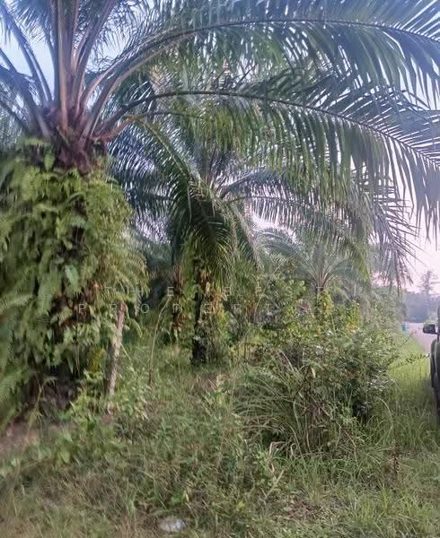ที่ดินเซกา บึงกาฬ, Bueng Kan, Tha Sa-at, Seka, Bueng Kan, , 20,824 sqm, Land For Sale, by The Best Property ยูมิโกะ, 500661206 - DDproperty.com