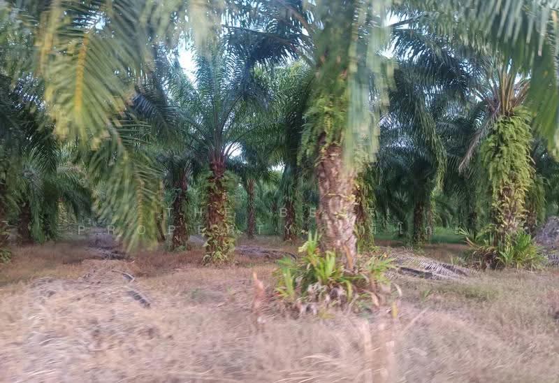 ที่ดินเซกา บึงกาฬ, Bueng Kan, Tha Sa-at, Seka, Bueng Kan, , 20,824 sqm, Land For Sale, by The Best Property ยูมิโกะ, 500661206 - DDproperty.com