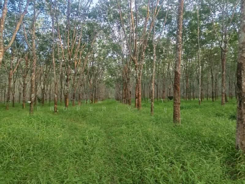 ที่ดินเซกา บึงกาฬ, Bueng Kan, Tha Sa-at, Seka, Bueng Kan, , 24,932 sqm, Land For Sale, by The Best Property ยูมิโกะ, 500662434 - DDproperty.com