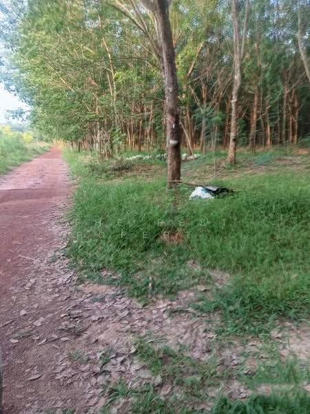 ที่ดินเซกา บึงกาฬ, Bueng Kan, Tha Sa-at, Seka, Bueng Kan, , 24,932 sqm, Land For Sale, by The Best Property ยูมิโกะ, 500662434 - DDproperty.com