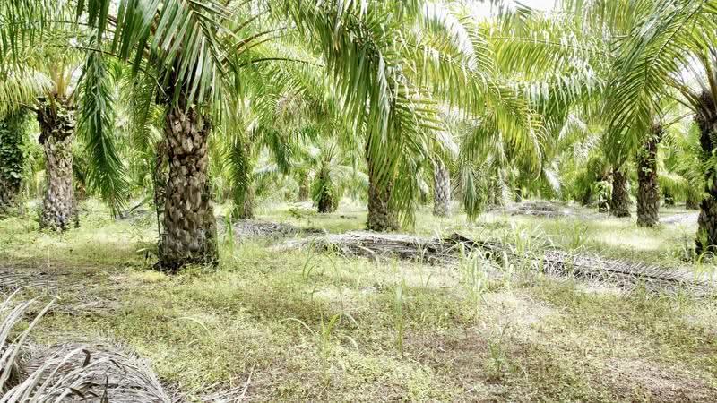 ขายสวนปาล์ม 35 ไร่ราคาถูก, Nong Khai, Ban-Phu, Phon Phisai, Nong Khai, , 56,592 sqm, Land For Sale, by อภิรัตน์ ประวิเศษ, 500663035 - DDproperty.com