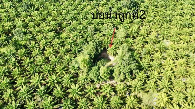 ขายสวนปาล์ม 35 ไร่ราคาถูก, Nong Khai, Ban-Phu, Phon Phisai, Nong Khai, , 56,592 sqm, Land For Sale, by อภิรัตน์ ประวิเศษ, 500663035 - DDproperty.com