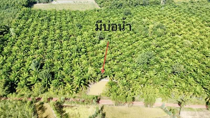 ขายสวนปาล์ม 35 ไร่ราคาถูก, Nong Khai, Ban-Phu, Phon Phisai, Nong Khai, , 56,592 sqm, Land For Sale, by อภิรัตน์ ประวิเศษ, 500663035 - DDproperty.com