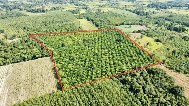 ขายสวนปาล์ม 35 ไร่ราคาถูก, Nong Khai, Ban-Phu, Phon Phisai, Nong Khai, , 56,592 sqm, Land For Sale, by อภิรัตน์ ประวิเศษ, 500663035 - DDproperty.com