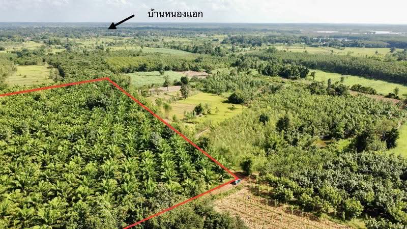 ขายสวนปาล์ม 35 ไร่ราคาถูก, หนองคาย, บ้านผือ, โพนพิสัย, หนองคาย, 56,592 ตร.ม., ที่ดิน ขาย, โดย อภิรัตน์ ประวิเศษ, 500663035 - DDproperty.com