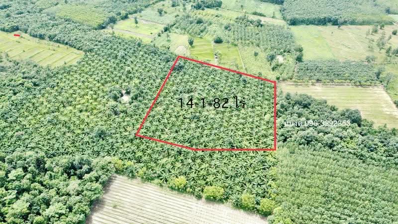 ขายสวนปาล์ม 35 ไร่ราคาถูก, Nong Khai, Ban-Phu, Phon Phisai, Nong Khai, , 23,128 sqm, Land For Sale, by อภิรัตน์ ประวิเศษ, 500663035 - DDproperty.com