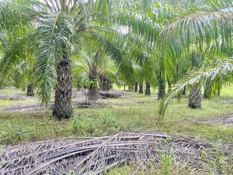 ขายสวนปาล์ม 35 ไร่ราคาถูก, Nong Khai, Ban-Phu, Phon Phisai, Nong Khai, , 23,128 sqm, Land For Sale, by อภิรัตน์ ประวิเศษ, 500663035 - DDproperty.com