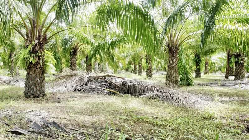 ขายสวนปาล์ม 35 ไร่ราคาถูก, Nong Khai, Ban-Phu, Phon Phisai, Nong Khai, , 23,128 sqm, Land For Sale, by อภิรัตน์ ประวิเศษ, 500663035 - DDproperty.com