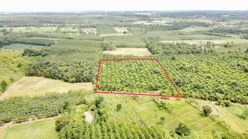 ขายสวนปาล์ม 35 ไร่ราคาถูก, Nong Khai, Ban-Phu, Phon Phisai, Nong Khai, , 23,128 sqm, Land For Sale, by อภิรัตน์ ประวิเศษ, 500663035 - DDproperty.com