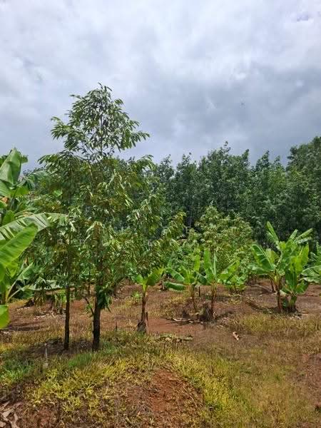 ที่ดินนายายอาม จันทบุรี, Chanthaburi, Wang Mai, Na Yai Am, Chanthaburi, , 5,600 sqm, Land For Sale, by The Best Property หยก, 500670907 - DDproperty.com